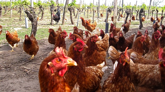 Vincent chickens in vineyard