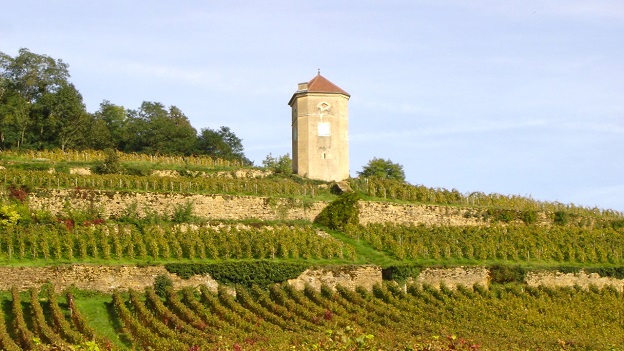 Photograph la tour du curon vineyard of domaine tissot