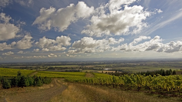 Cristom's vineyards at the eastern end of the eola amity hills