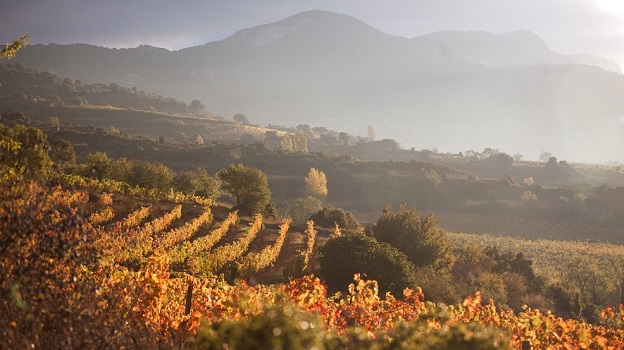 Autumn in the high elevation vineyards of granja nuestra se%c3%b1ora de remelluri