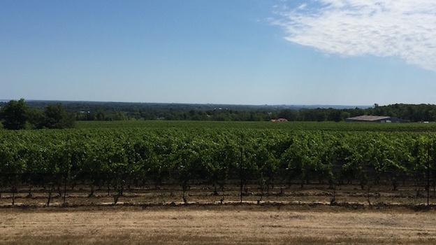 Panorama of tawse vineyards copy