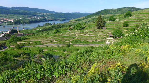 Stein vineyards cover