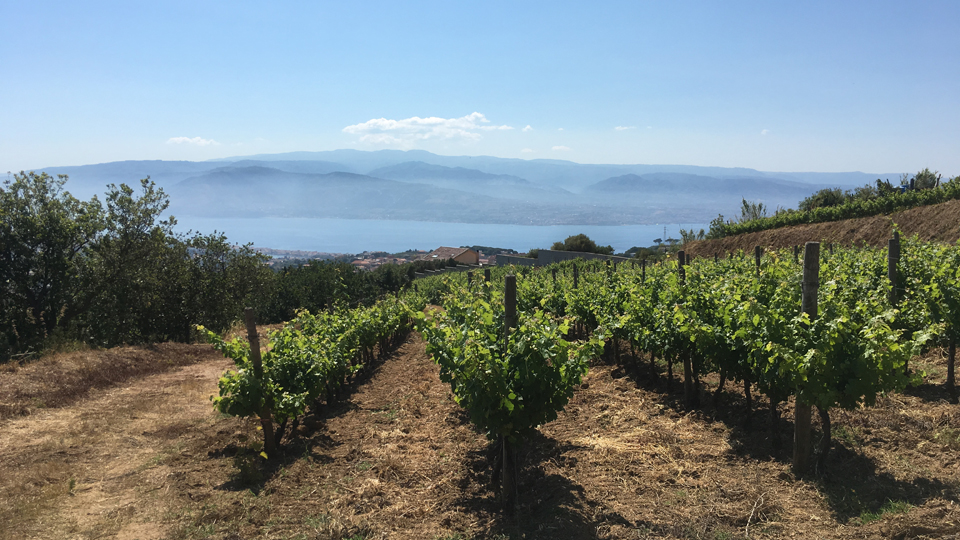 3 beautiful vineyards in the faro area copy copy edited