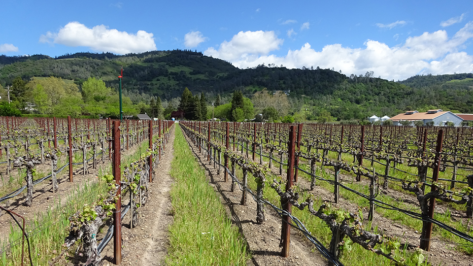 Hundred acre's kayli morgan vineyard copy