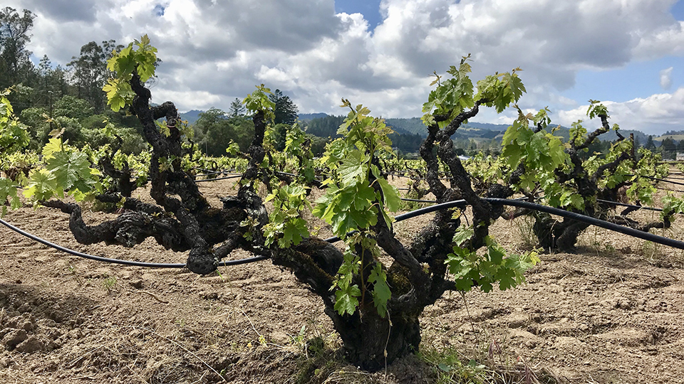 An ancient zinfandel vine in hayne vineyard please credit julia weinberg copy