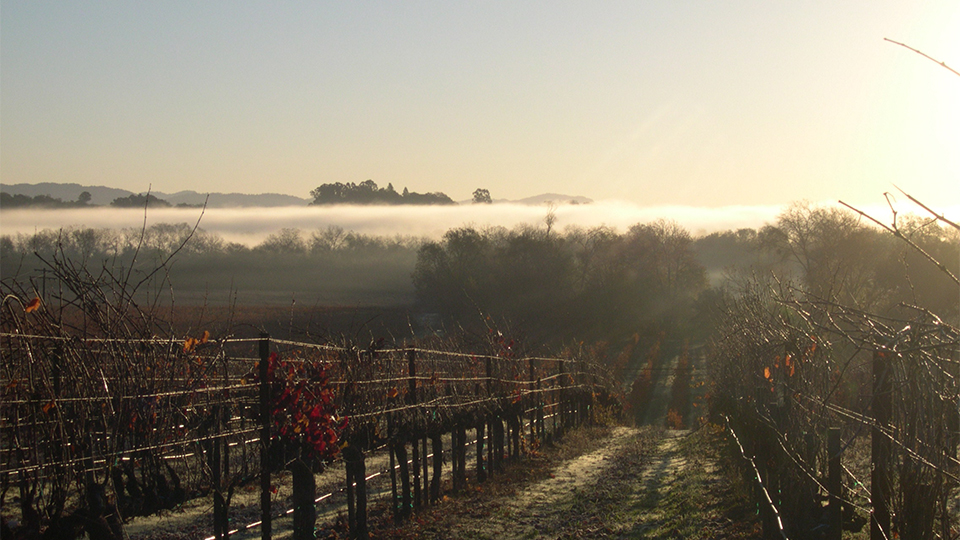 Allen vineyard  with fog over russian river copy