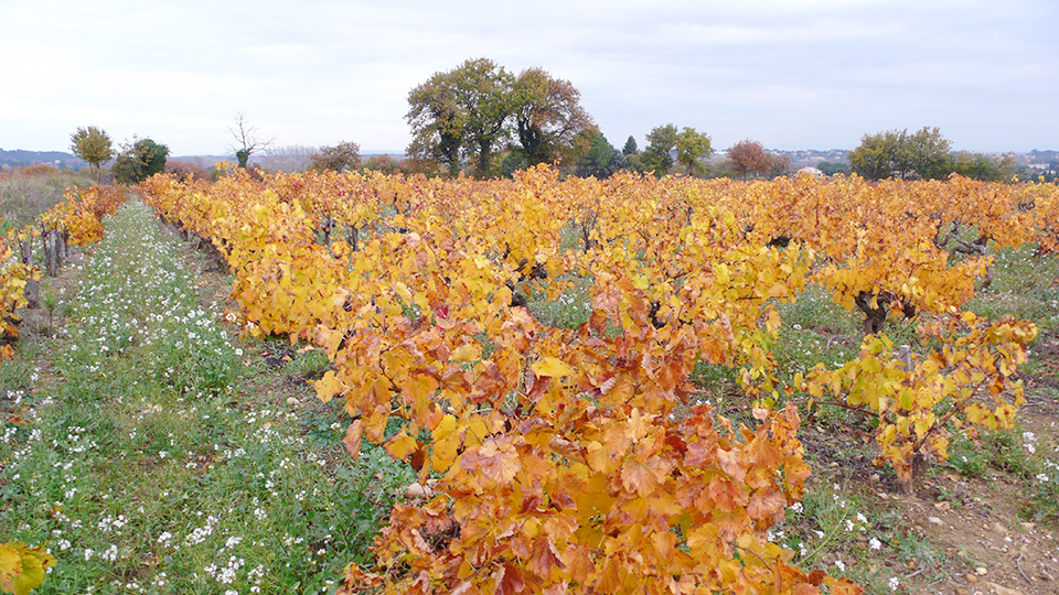 Post harvest near be%cc%81darrides  in the southeasten sector of the appellation copy