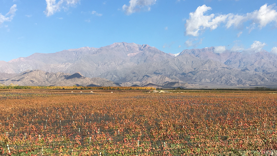 Early signs of autumn at the zuccardi winery in paraje altamira copy 2