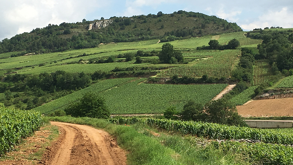 For 2016 the border of chassagne montrachet and saint aubin was an epicenter of frost damage in 2016 but merely muddy in early june of 2018 copy