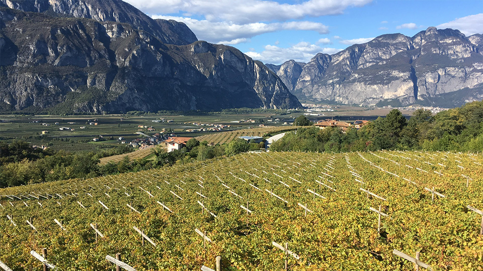 T a beautiful and typical panorama of vines in trentino copy