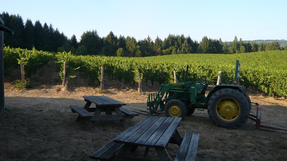 1 afternoon at brick house vineyard  one of the first in the united states to be farmed biodynamically copy