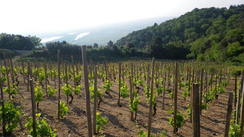 Young vines in the granitc soils of the highly esteemed and high altitude les eygats lieu dit in cornas copy