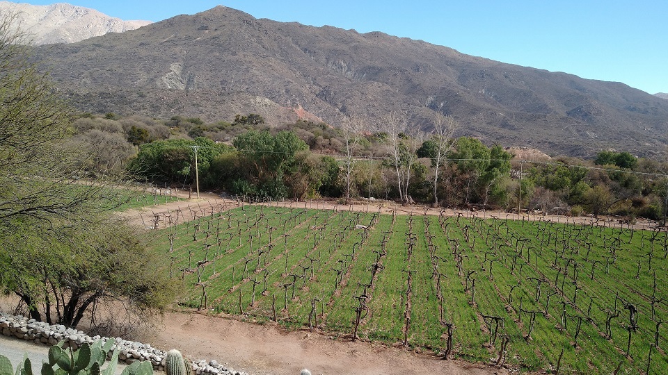 A 100  year old vineyard planted with pre phylloxera malbec at colom%c3%a9 estate in salta copy cover