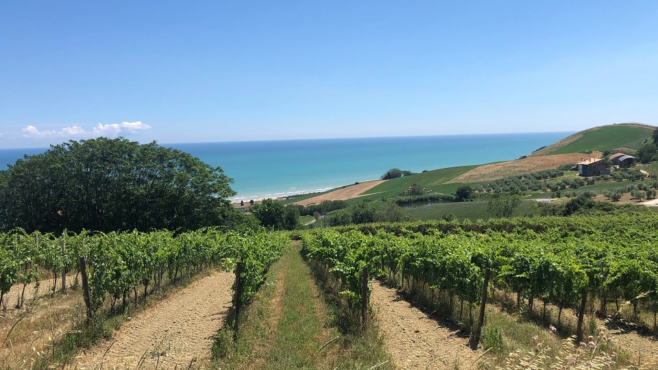 Abruzzo coastal vineyards copy