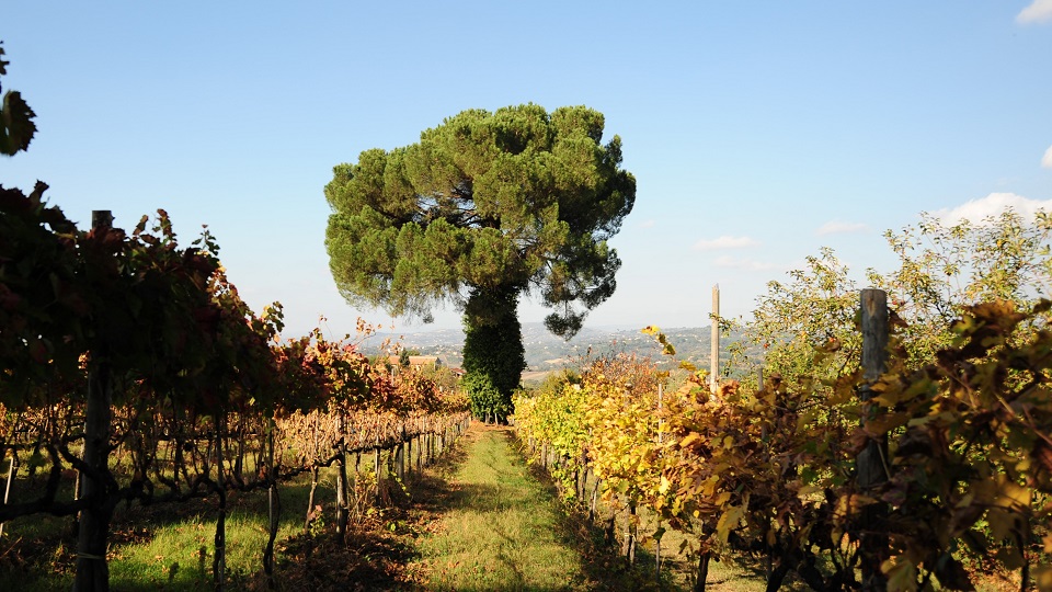 Campanian vineyard scenery copy2