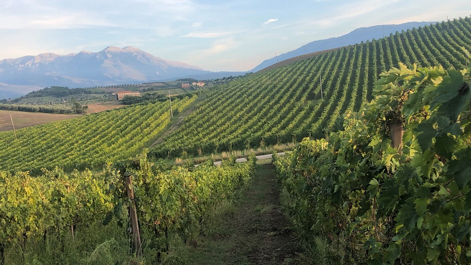 Tiberio's beuatiful intensely green pecorino vineyard in the distance copy