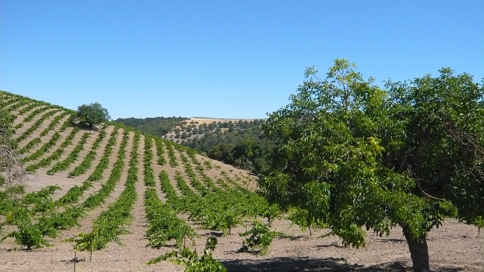 Grenache makes up the base of many of the best and most expressive wines from paso robles copy