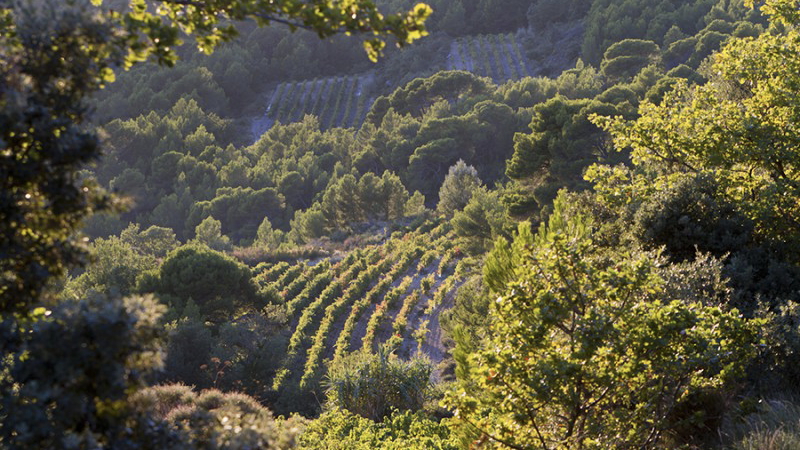 The hilly terrain of vacqueyras is surrounded by forests and local flora  or garrigue  typical of northen provence