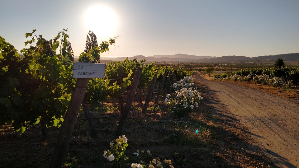 Sunset over a cabernet sauvignon vineyard in the rolling hills of the cordillera de la costa  maule region. copy