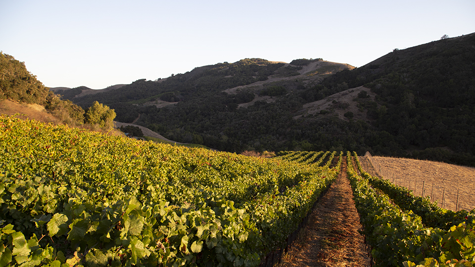 Blessed with a varying topography of rolling hills and varied exposures  san luis obispo produces a range of wine styles copy