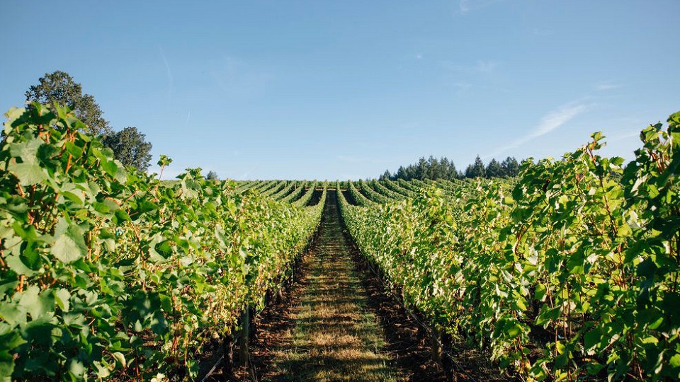 Some of oregon's finest and most graceful chardonnays are grown in the compact ribbon ridge ava  which lies within the chehalem mountains appellationcopy