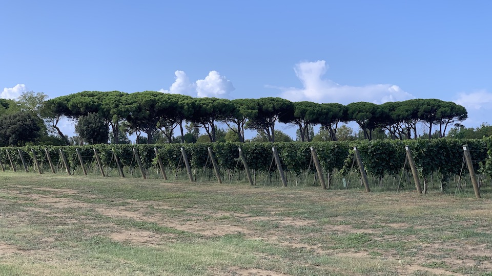 Tuscany vineyard cover