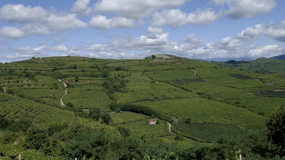 Looking out toward the frosca and salvarenza crus of soave.jpg copy