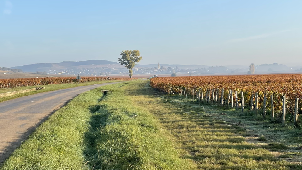 Burgundy 2020 meursault landscape 5