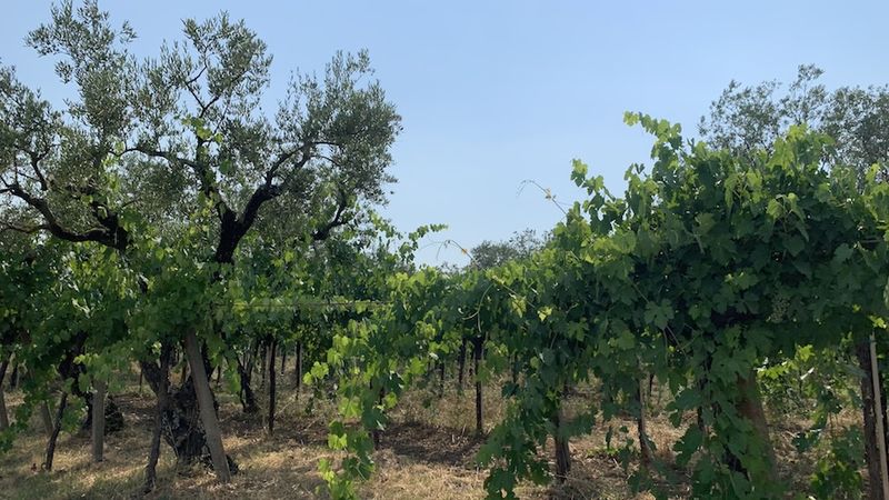 Falanghina vines planted along side olive trees in the biodynamic vineyards of i pentri copy
