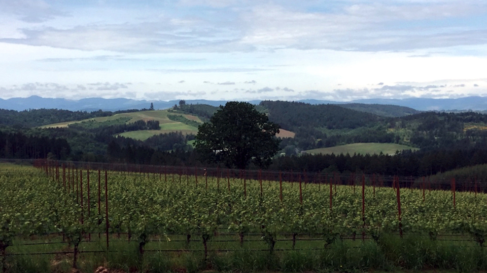 9 a tiny ava that abuts the chehalem mountains  ribbon ridge is home to some of the willamette valley very best vineyards and most respected wineries.jpg copy %281%29