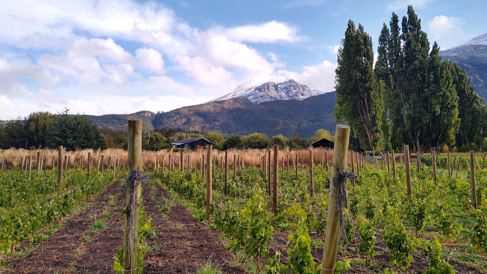 Trevelin is a forested region where summer frosts aren%e2%80%99t uncommon. this photo was taken at casa yagu%cc%88e on march 11  2021  a month before harvest. the snow on the peak in the background fell that afternoon. 