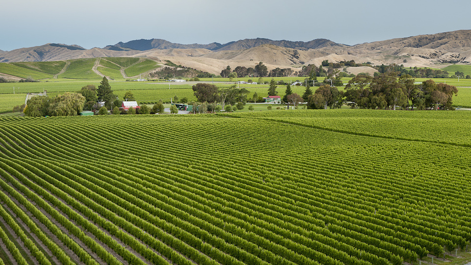The brancott vineyard  home to marlborough%e2%80%99s first sauvignon blanc vines in 1975