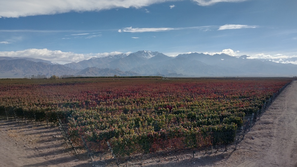 5 by april 22  the weather was autumnal at the piedra infinita vineyard in paraje altamira. the different colors reveal changes in the soil make up.