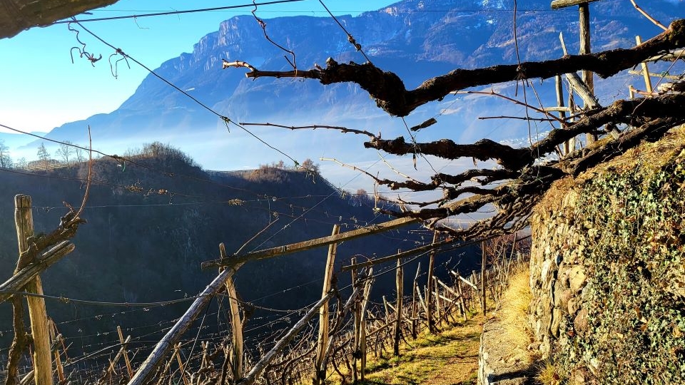 3 old vines high above the adige river valley cover copy