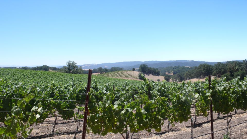 The adelaida district is home to paso robles' highest altitude sites as well as some of the oldest vines in the region copy