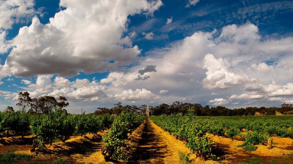 Henschke's famed hill of grace vineyard  the source of one os australia's most iconic wines copy