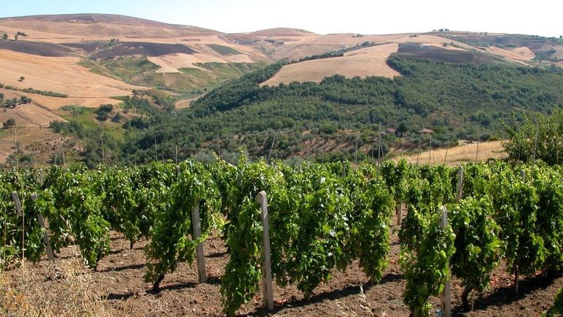 The ginestra vineyards on the foothills of mount vulture copy