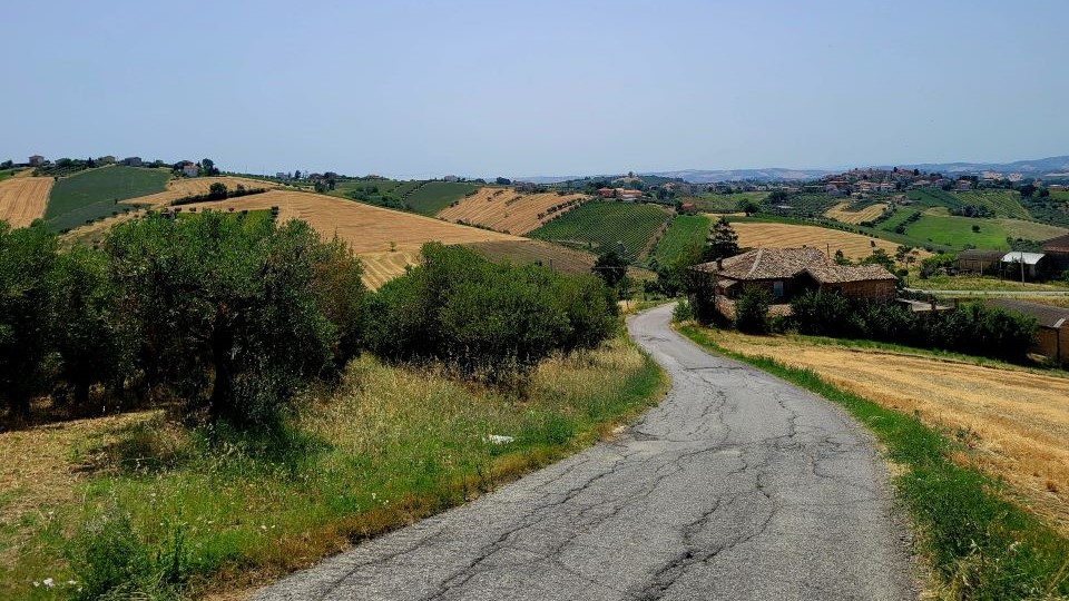The hilly landscape of torano nuovo and pepe's old vine trebbiano azruzzese in the distance copy