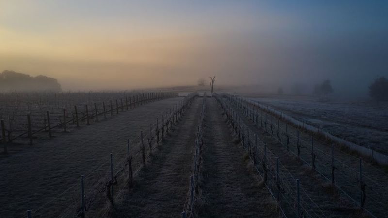 A minus 5 degree frost hits clonakilla%e2%80%99s eastern vineyard cover copy