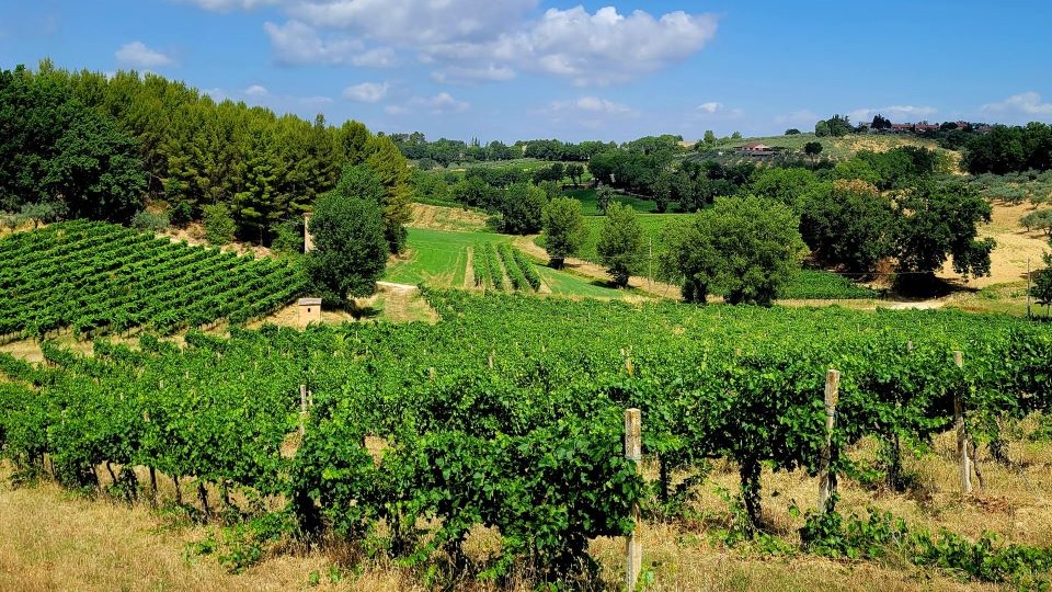 1 an umbrian vineyard landscape shows the mixed biodiversity that still prevails here copy