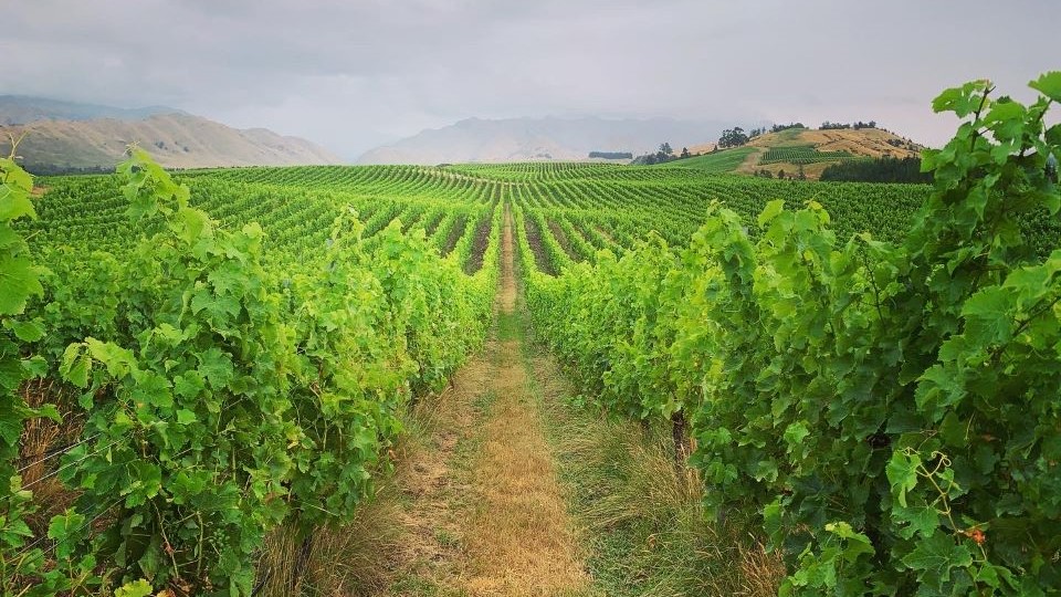 White 1  vines planted on the rolling hills of marlborough are producing some of the region's finest wines copy