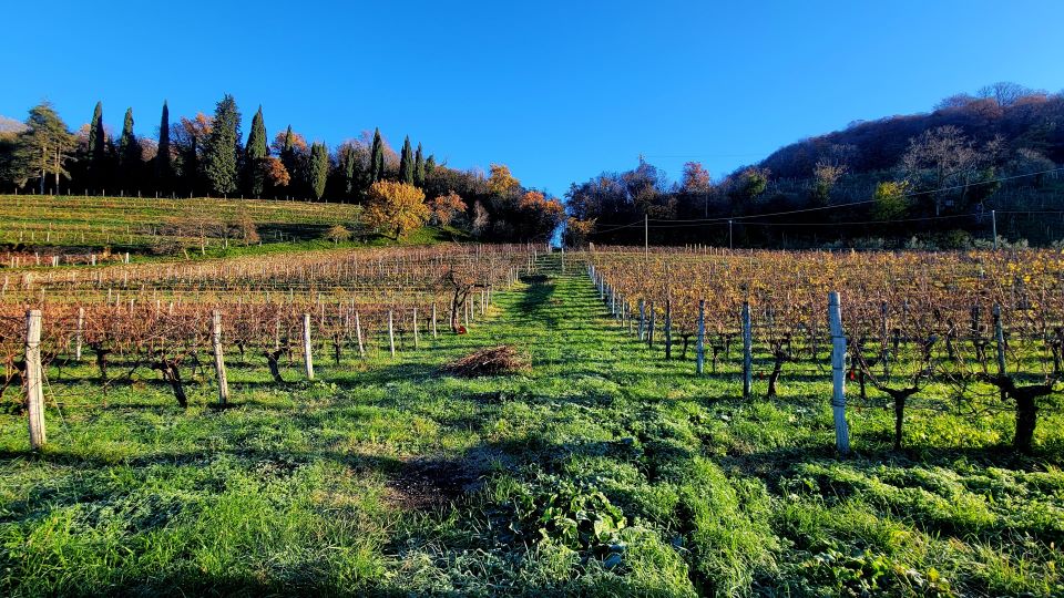 1   in the vineyards of borgo del tiglio copy