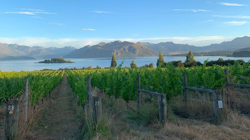 Red 1 dawn breaks over lake wanaka and rippon's vineyards  one of central otago's pioneers copy