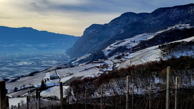 High altitude vineyards in bozen  alto adige copy