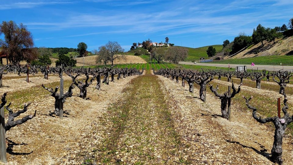 Dry farmed zinfandel vines at lone madrone copy