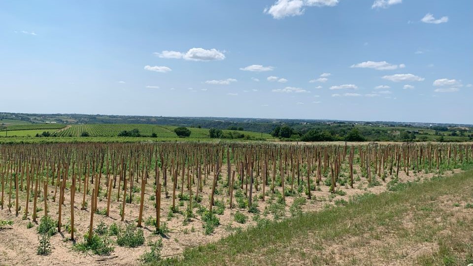 In the heart of anjou noir country lies saint aubin de luign%c3%a9  which is home to thomas and charlotte carsin and the vineyards of terre de l%e2%80%99%c3%89lu copy