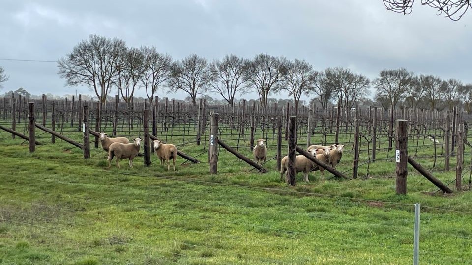Embracing sustainable viticulture in coonawarra copy