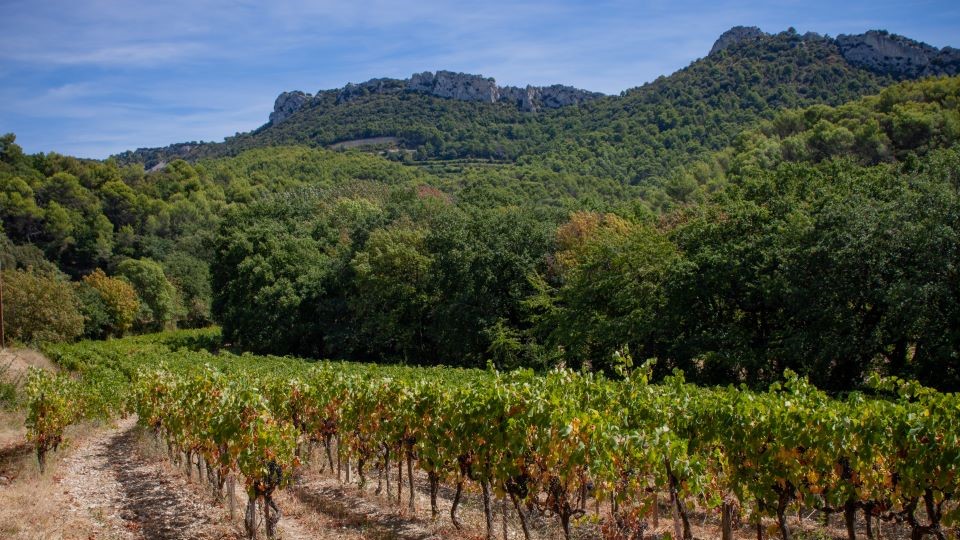 Gigondas vineyards underneath the dentelles de montmirail. copycover