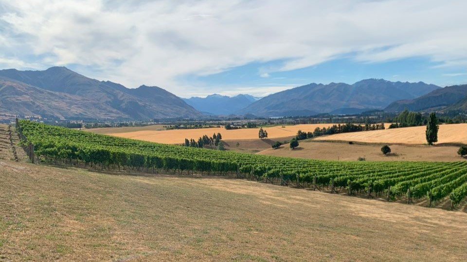 A few minutes%e2%80%99 drive from lake wanaka in central otago  the akitu vineyard was planted in 2002. its pinot noirs from 2021 may be the best yet copy