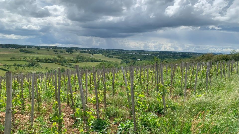 In the vineyards on the right bank of the layon river  chenin blanc can produce a diversity of styles from powerful dry whites to distinguished botrytized wines cover copy